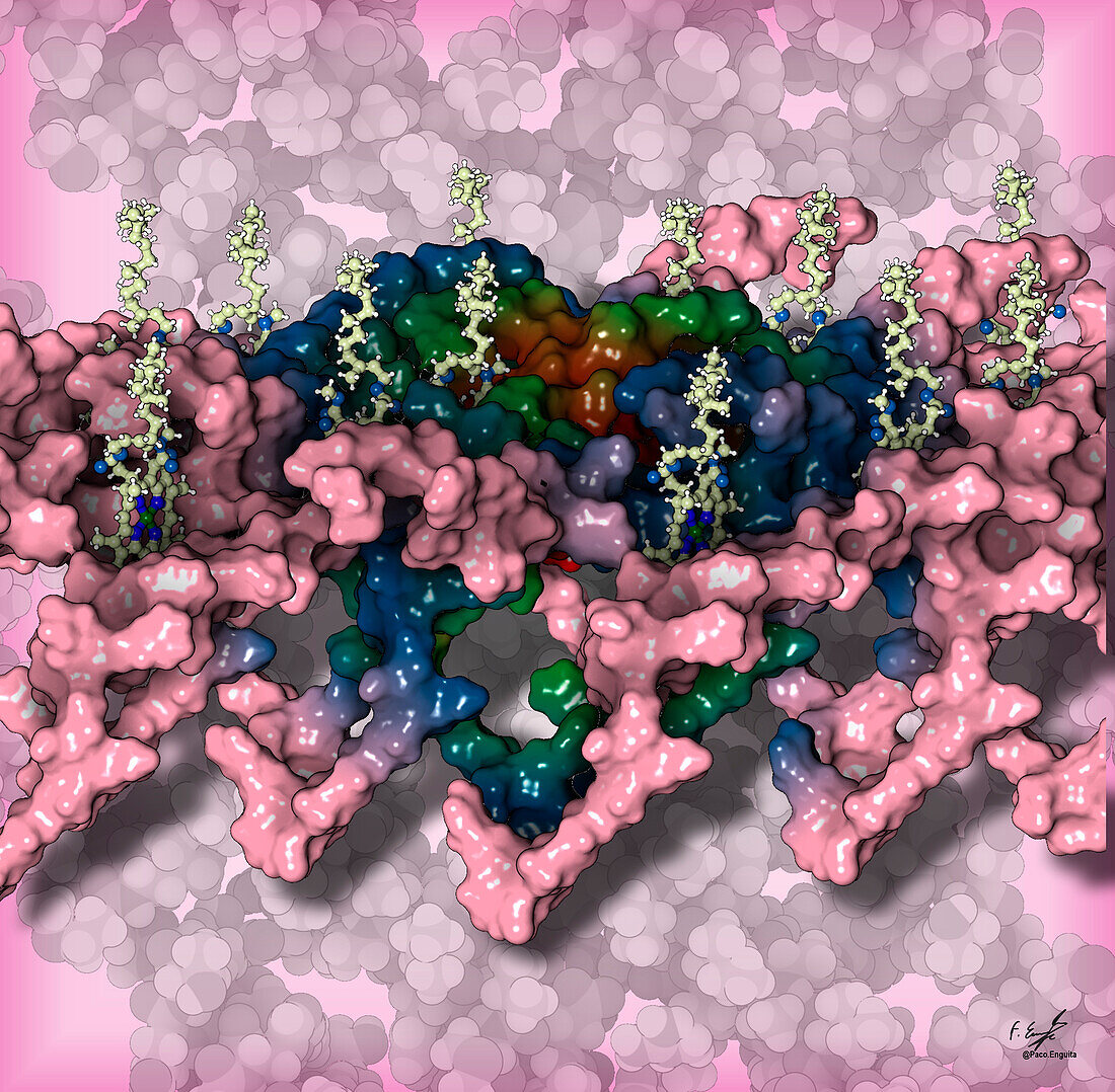 Chlorosome baseplate, illustration