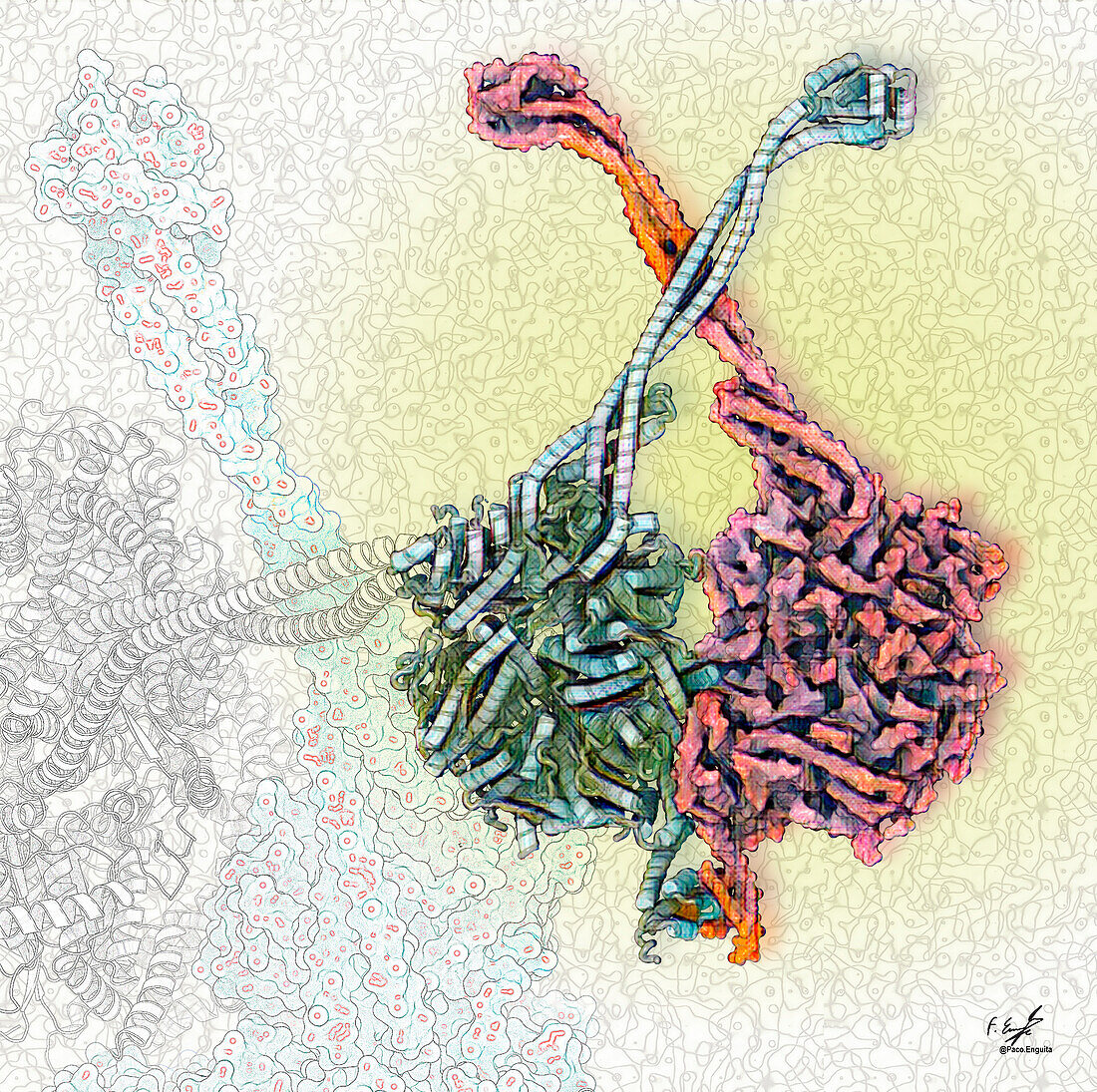 Dynein-1 motor domain, illustration