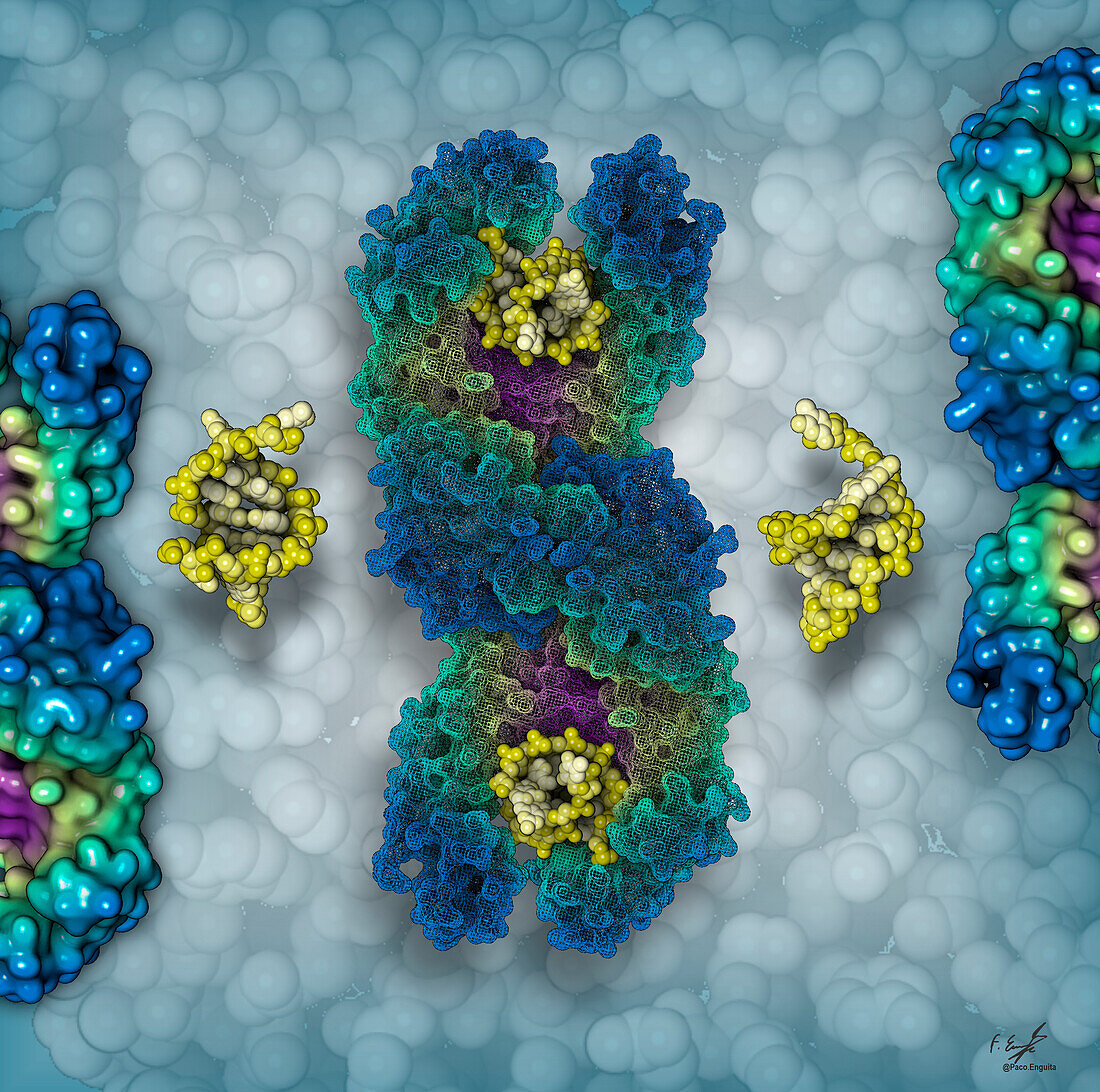 DNA polymerase theta, illustration