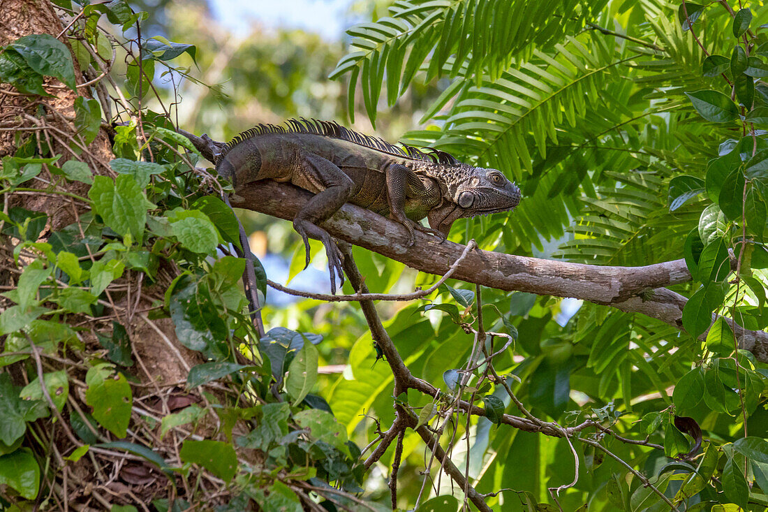Green iguana resting on branch