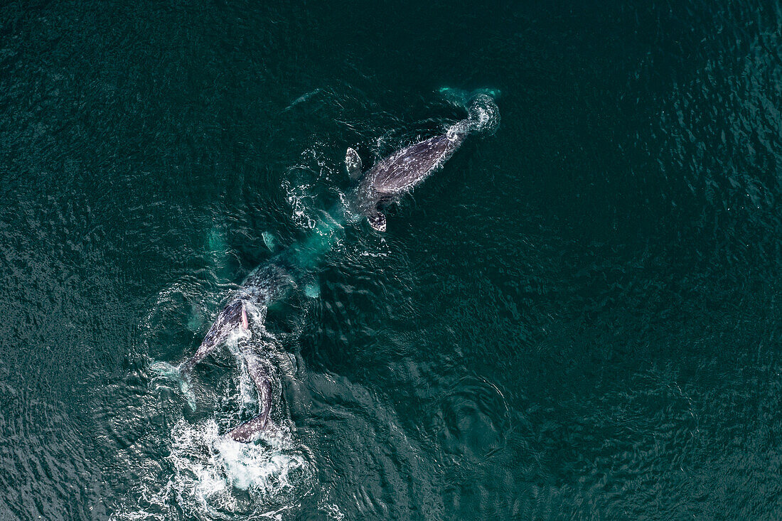 Aerial view of mating grey whales