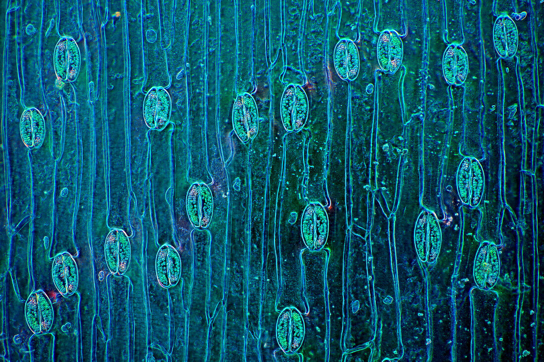 Stomata in tulip leaf epidermis, light micrograph
