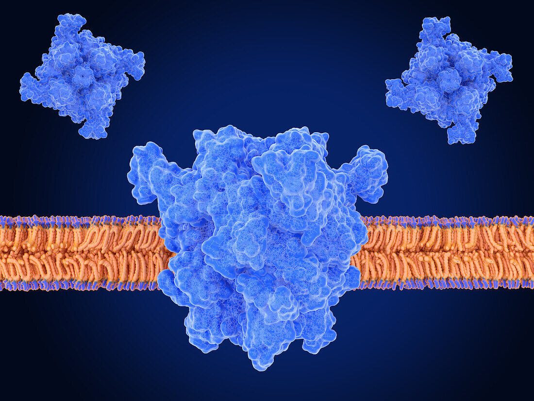 Transient receptor potential channel TRPM7, illustration