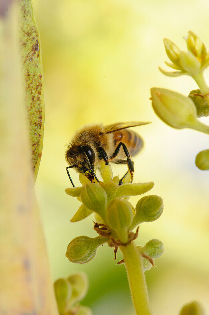Honey bee on avocado blossom