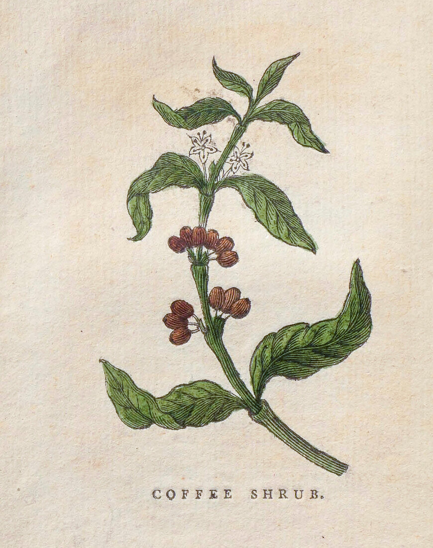 Coffee shrub, 18th century illustration