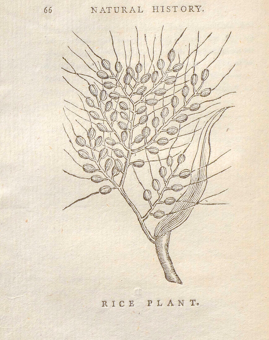 Rice plant, 18th century illustration