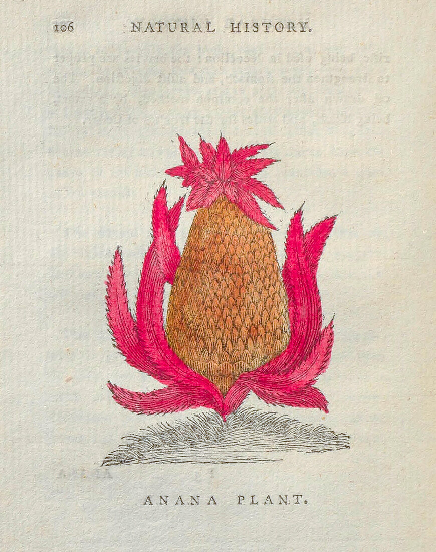 Pineapple plant, 18th century illustration