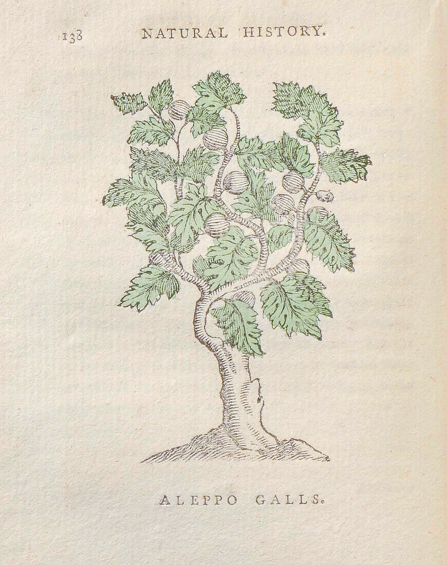 Aleppo galls, 18th century illustration