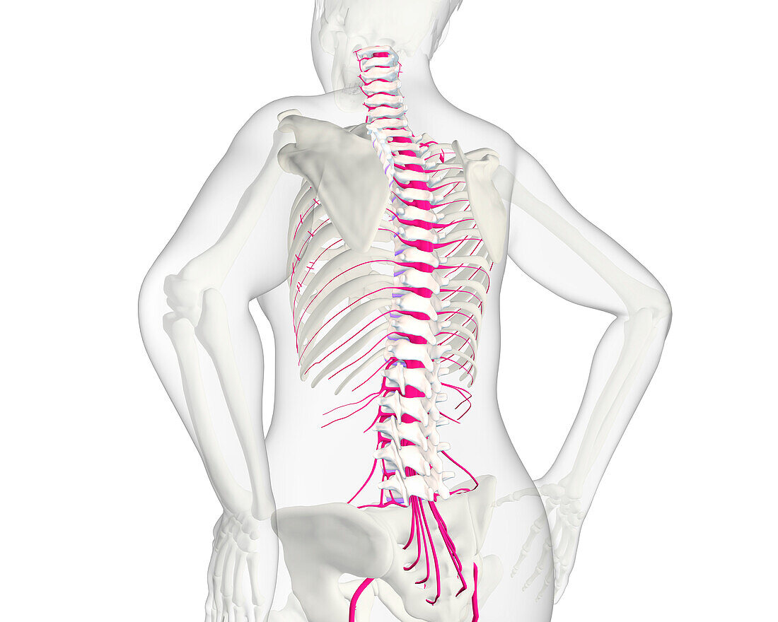 Human spine and nerves, illustration