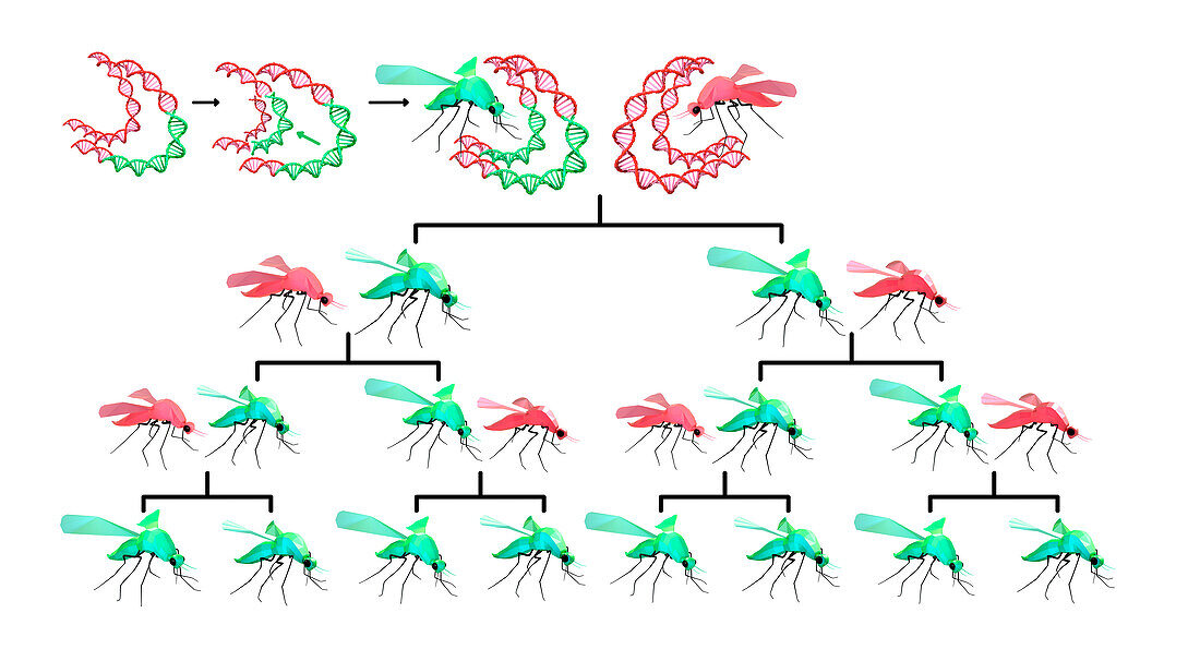 Genetically modified mosquito genealogical tree, illustration