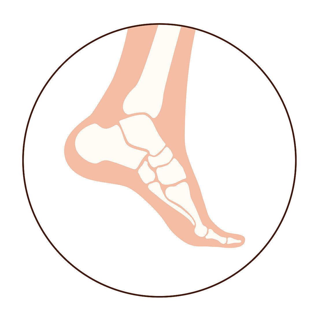 Foot and ankle bones, illustration