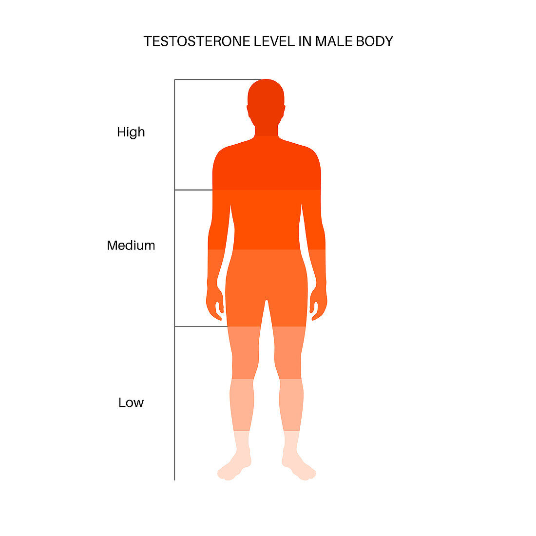 Testosterone levels, illustration