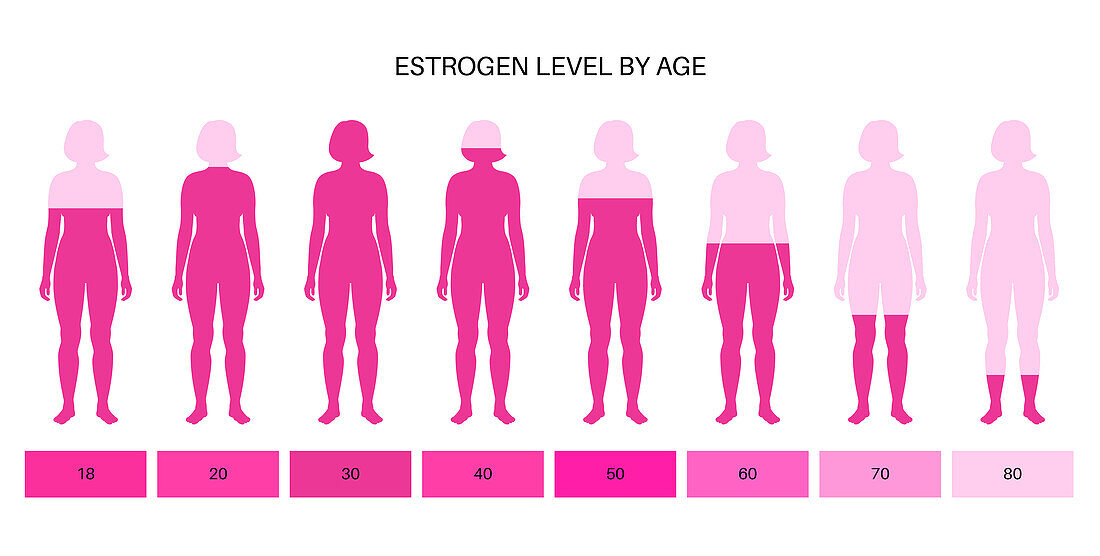 Oestrogen levels by age, illustration