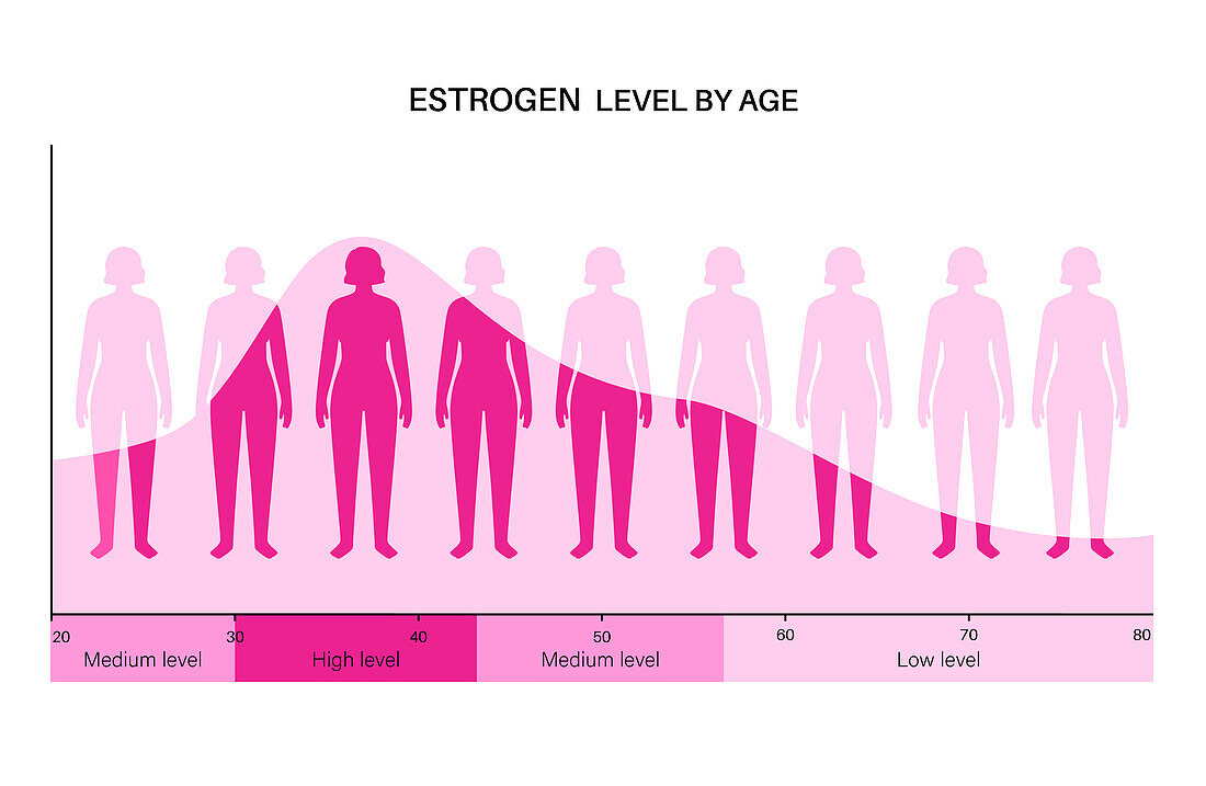 Oestrogen levels by age, illustration