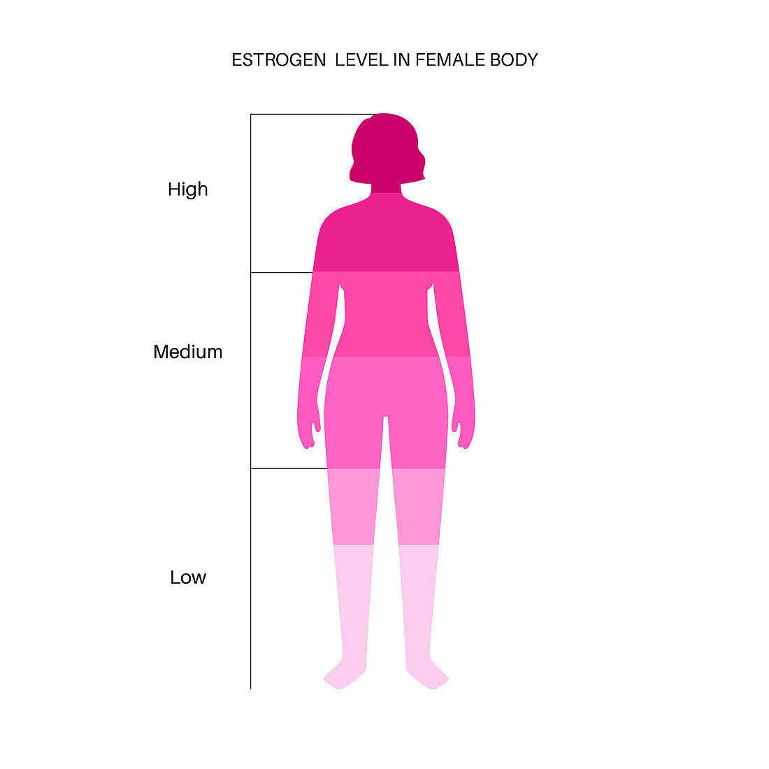 Oestrogen levels, illustration