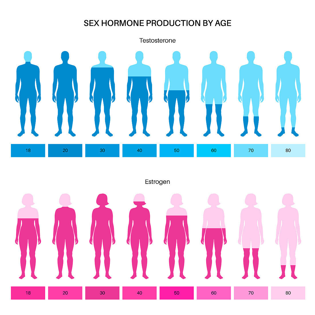Testosterone and oestrogen levels by age, illustration