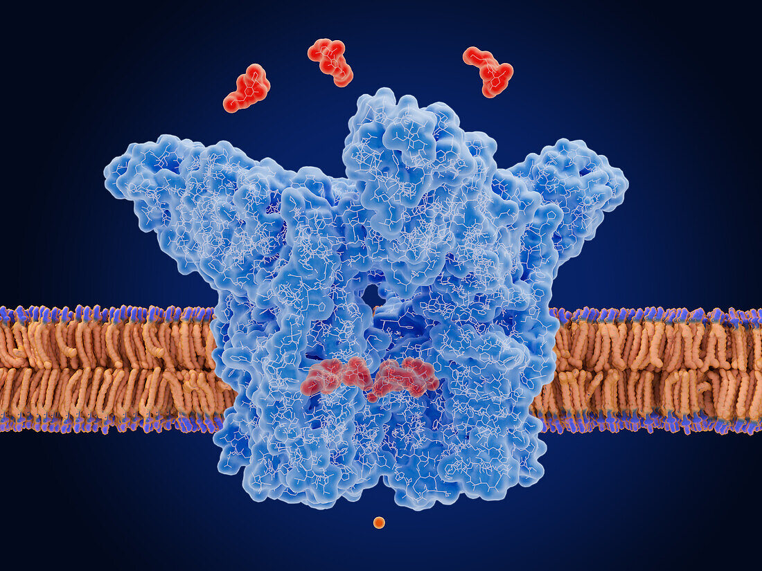 Transient receptor potential channel TRPV2, illustration