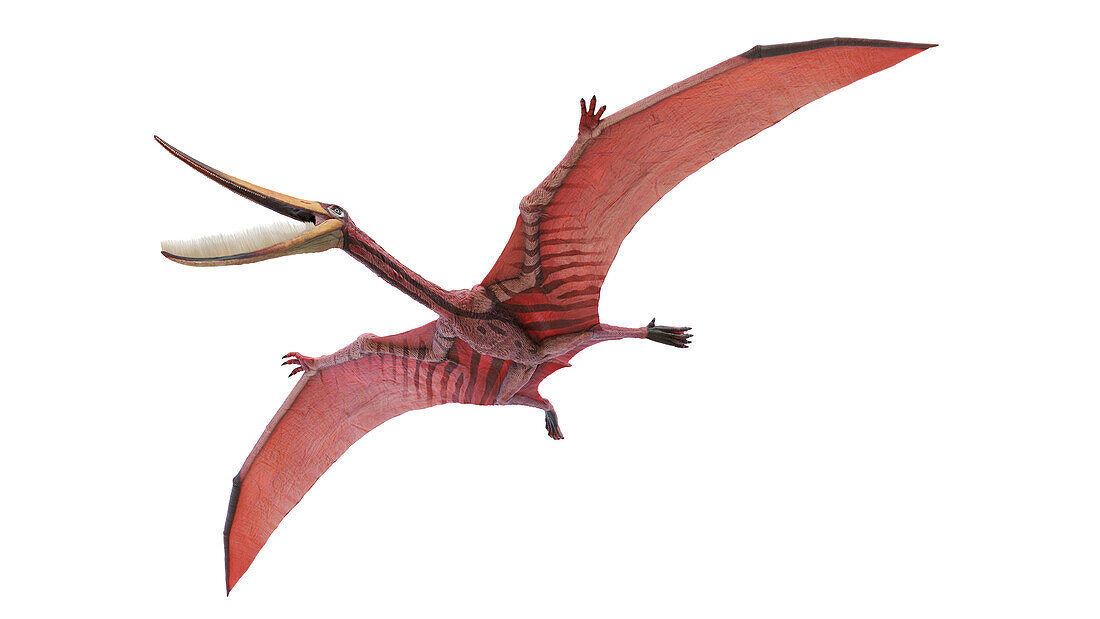 Pterodaustro pterosaur, illustration