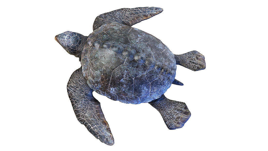 Archelon prehistoric turtle, illustration