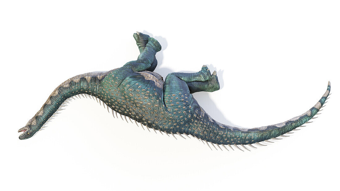Barapasaurus dinosaur, illustration
