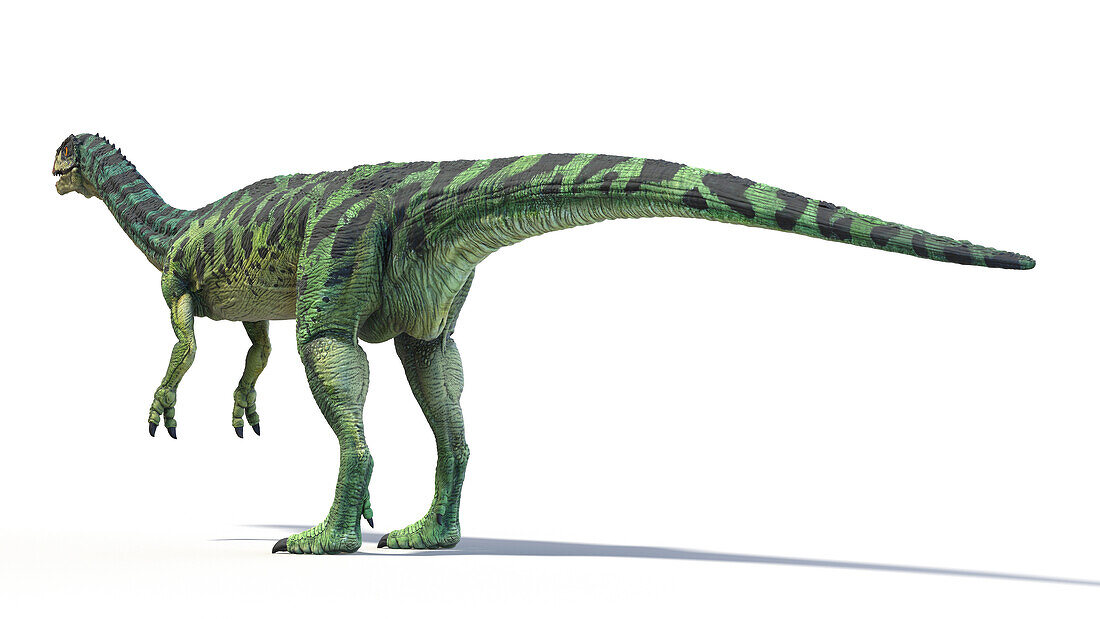 Chilesaurus dinosaur, illustration