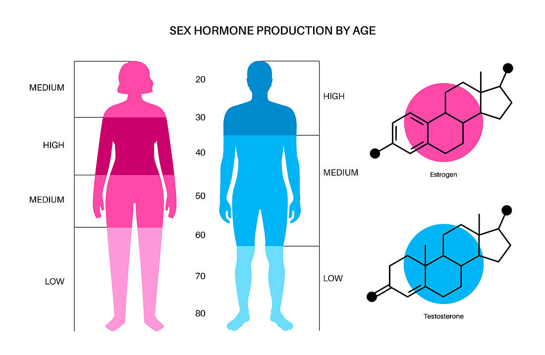 Testosterone and oestrogen levels by age, illustration