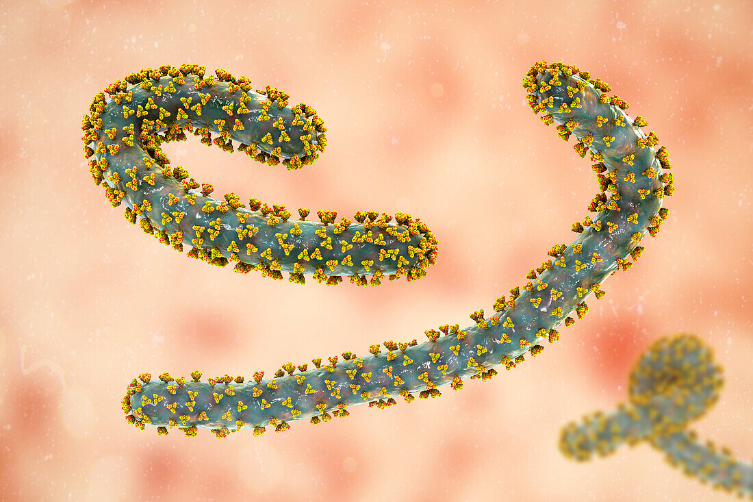 Marburg viruses, illustration