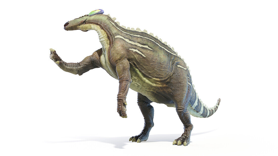 Tsintaosaurus dinosaur, illustration