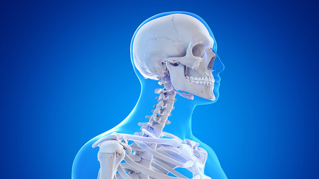 Skeletal anatomy of the neck and head, illustration
