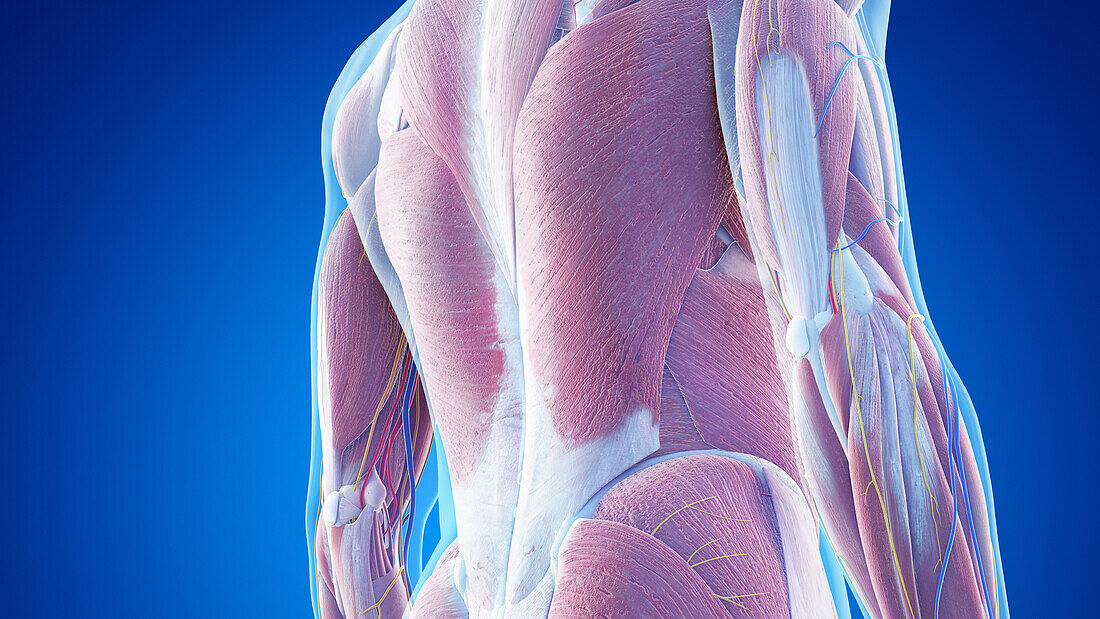 Muscle anatomy of the lower back, illustration
