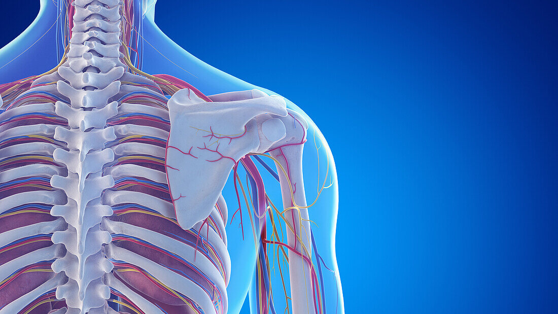 Posterior anatomy of the shoulder, illustration