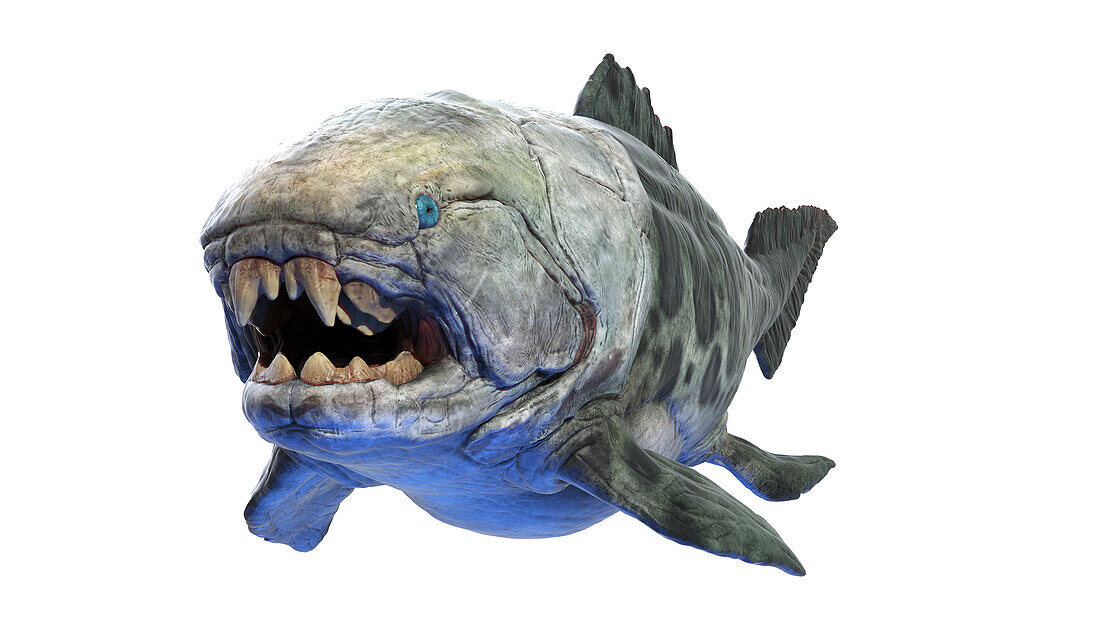 Dunkleosteus prehistoric fish, illustration