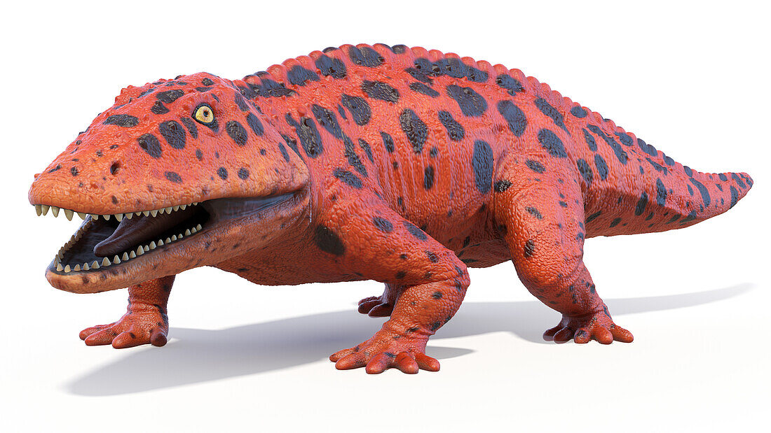 Eryops prehistoric amphibian, illustration