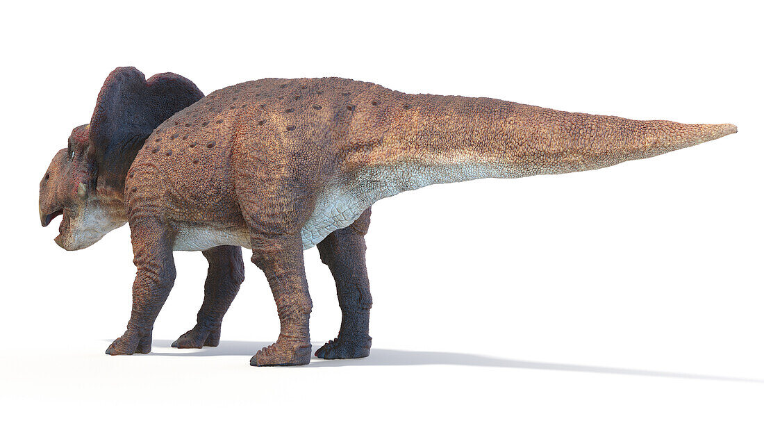 Protoceratops dinosaur, illustration