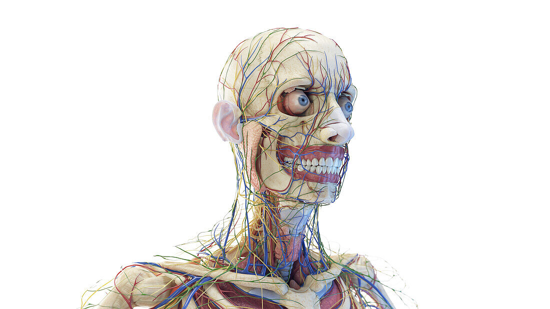 Anatomy of a male head, illustration