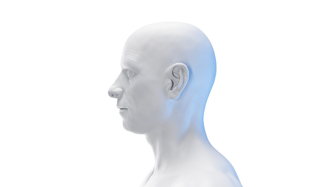 Male head, illustration