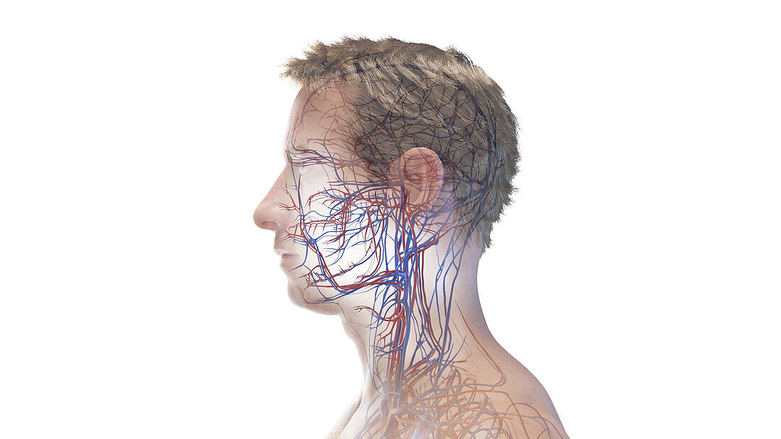 Vascular system of the head and neck, illustration
