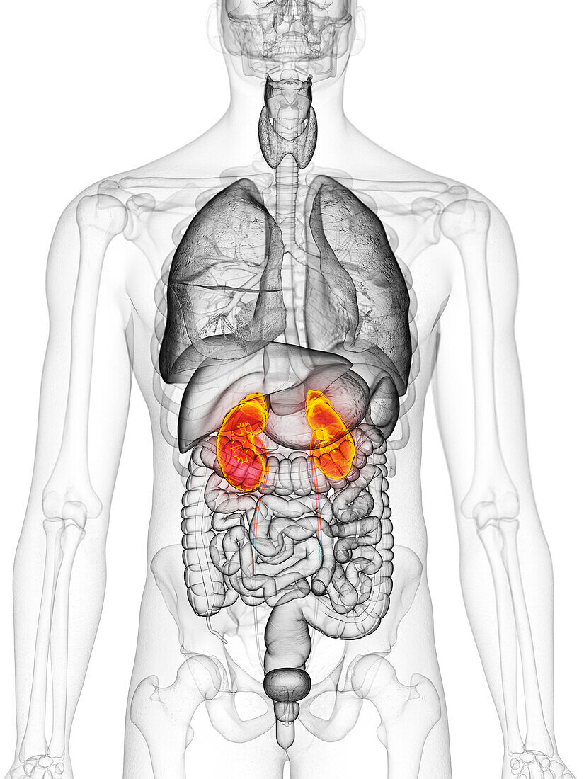 Kidneys, illustration