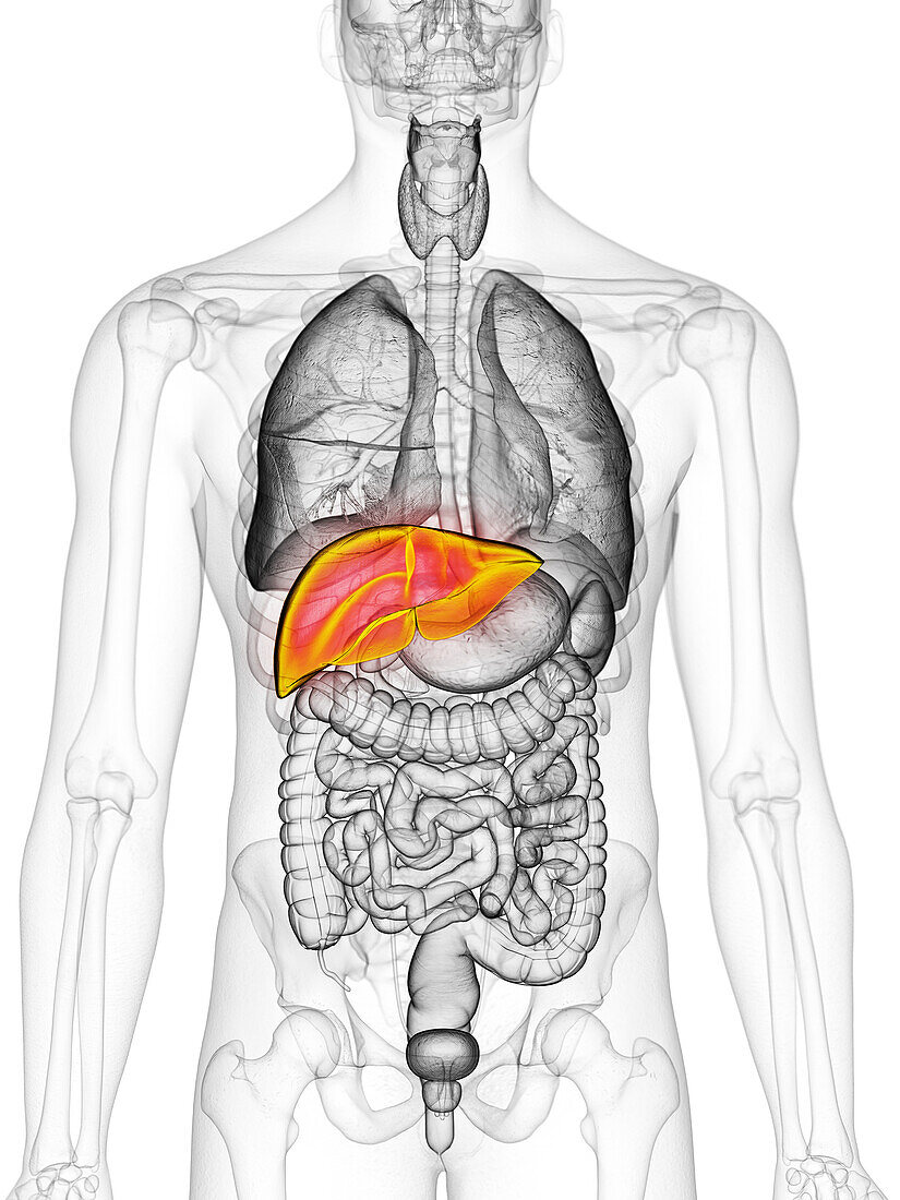 Liver, illustration