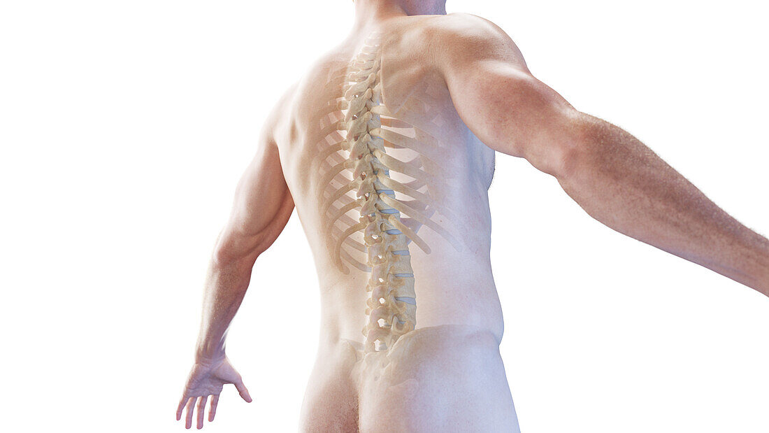 Posterior view of the skeletal back, illustration
