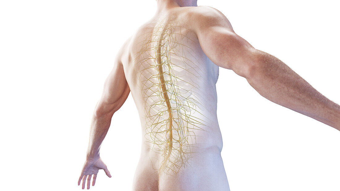 Spinal cord and thorax nerves, illustration