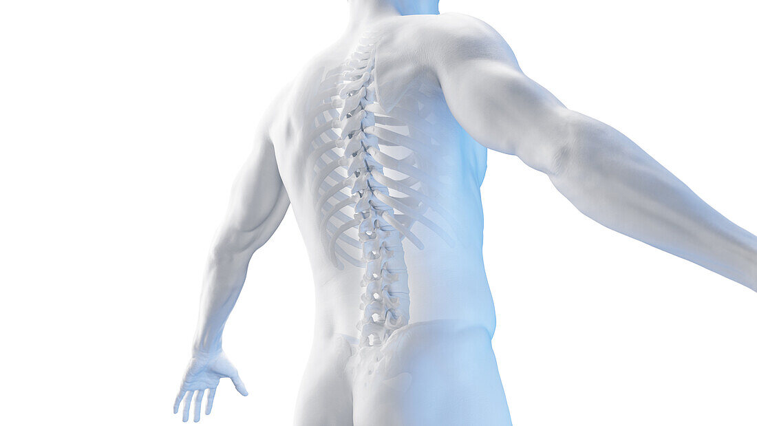 Posterior view of the skeletal back, illustration