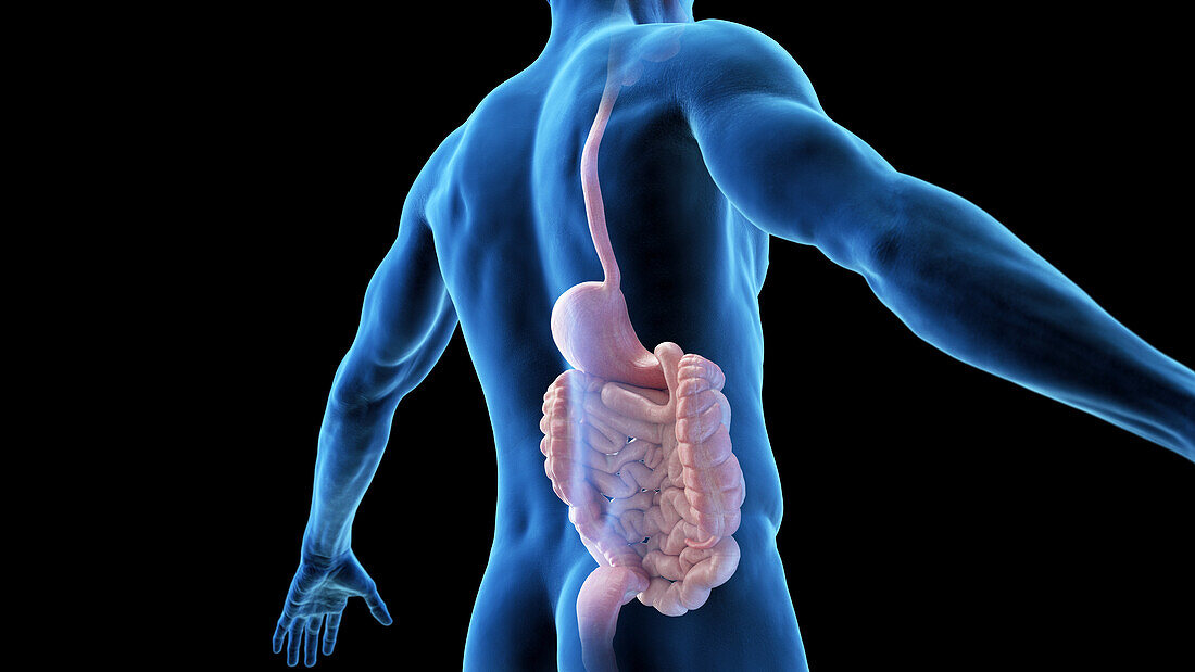 Posterior view of the digestive system, illustration