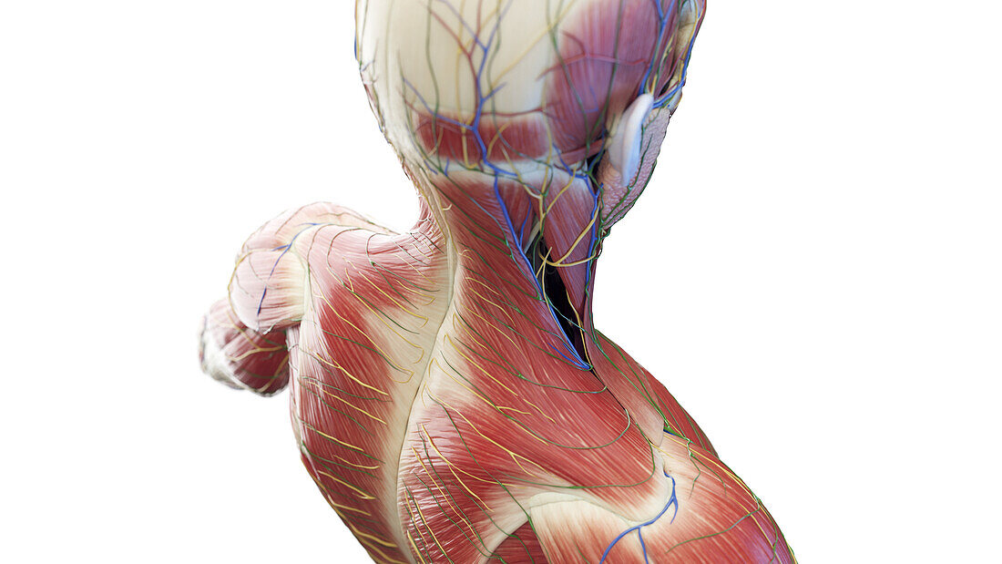 Posterior neck anatomy, illustration
