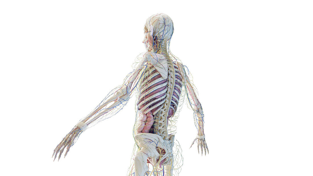 Posterior male anatomy, illustration