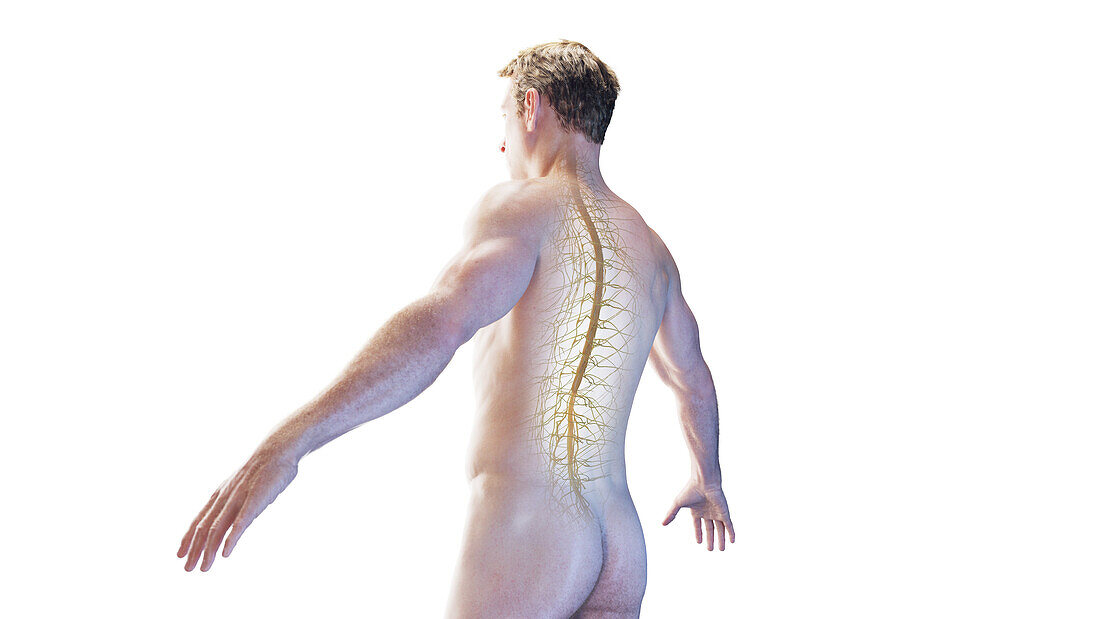 Spinal cord , illustration