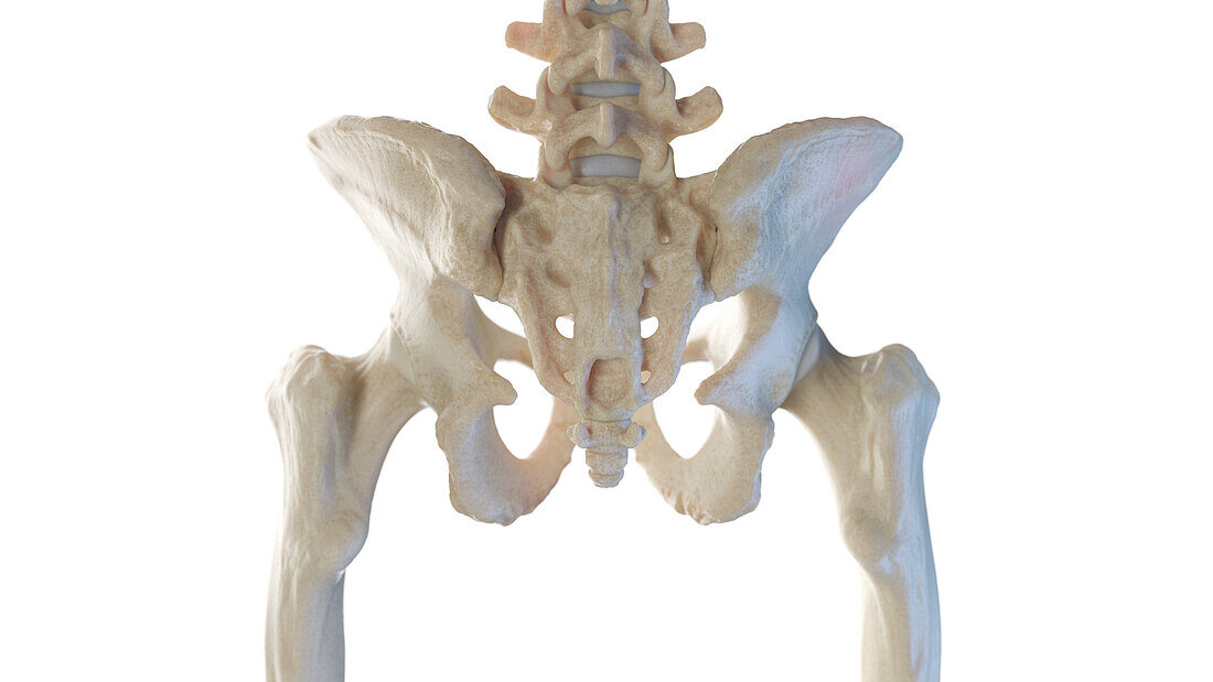 Posterior skeletal anatomy of the hip, illustration