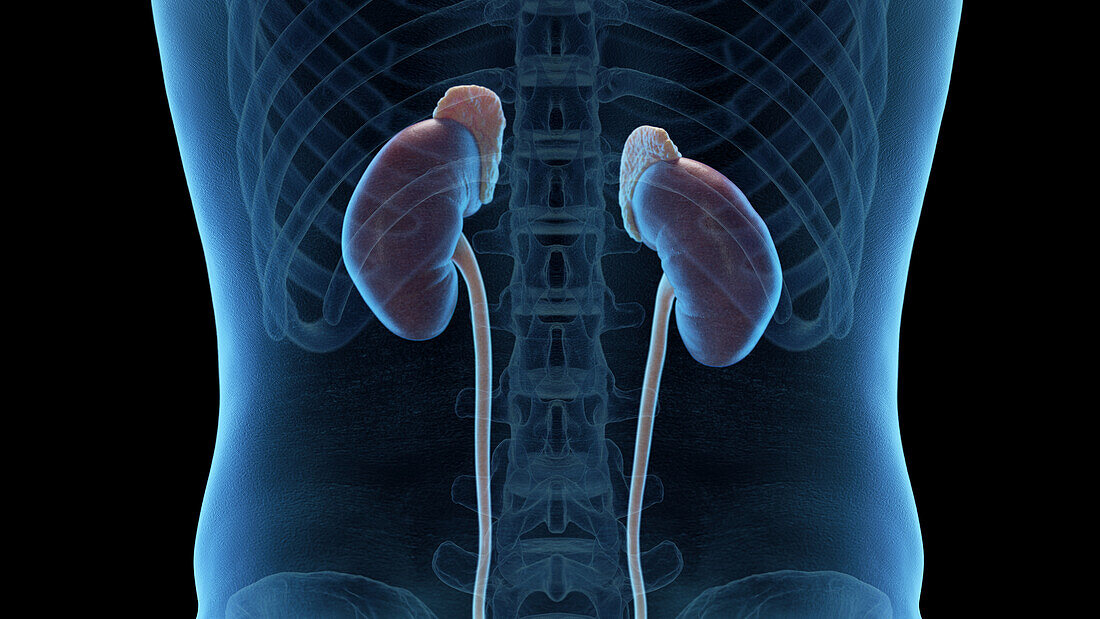 Kidneys, adrenal glands and ureters, illustration