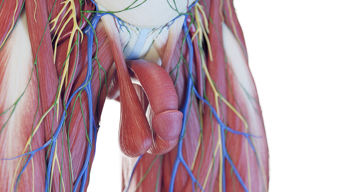 Penis anatomy, illustration