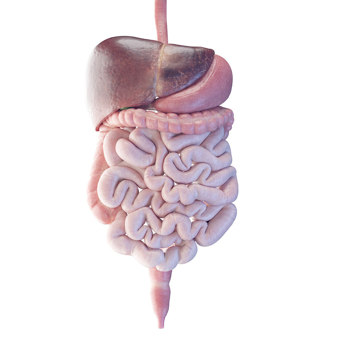 Digestive organs, illustration